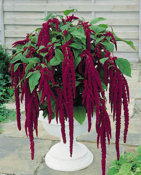 Love-lies-bleeding amaranthus seeds