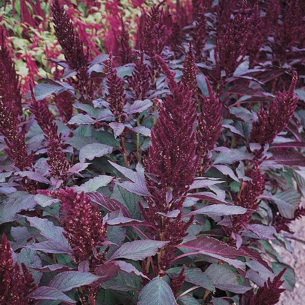 Marvel Bronze amaranthus seeds