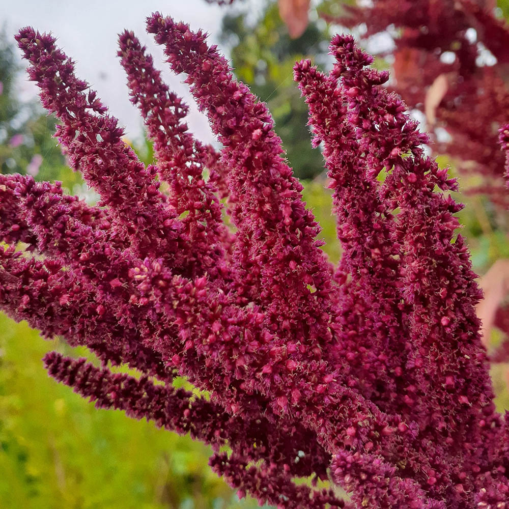 Amaranthus Red Spike Closeup