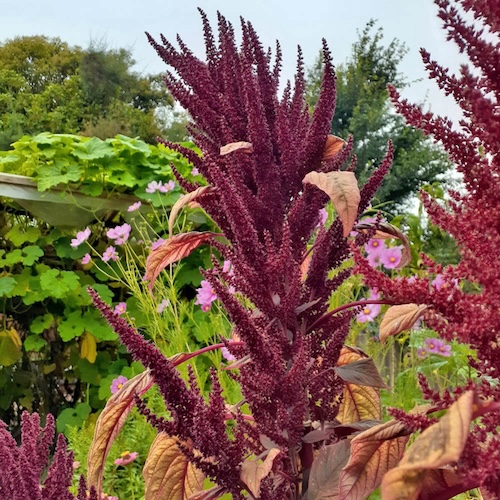 Amaranthus Red Spike