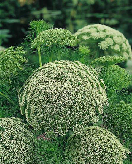 Green Mist laceflower seeds