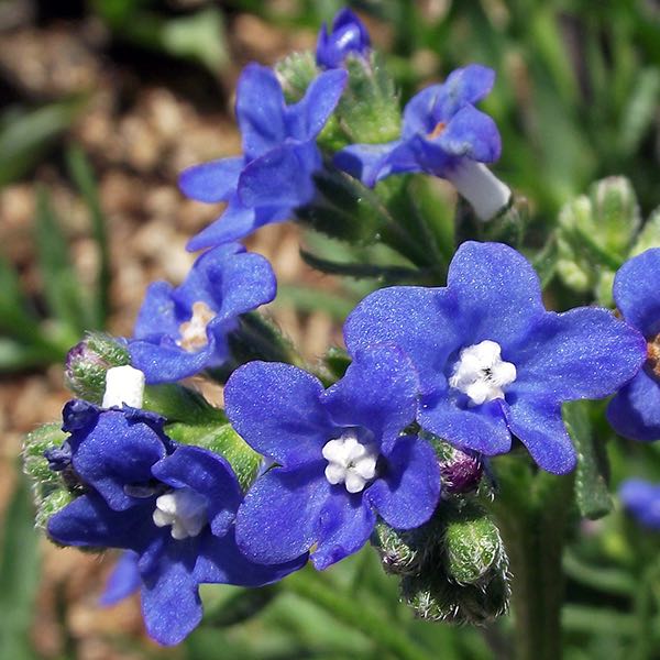 Blue Angel anchusa seeds