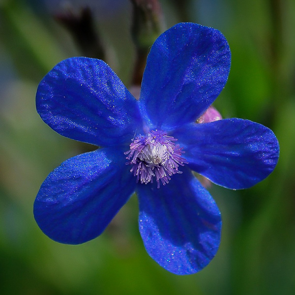 Dropmore anchusa Dropmore anchusa - Anchusa azurea