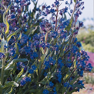 Dropmore anchusa Dropmore anchusa - Italian bugloss