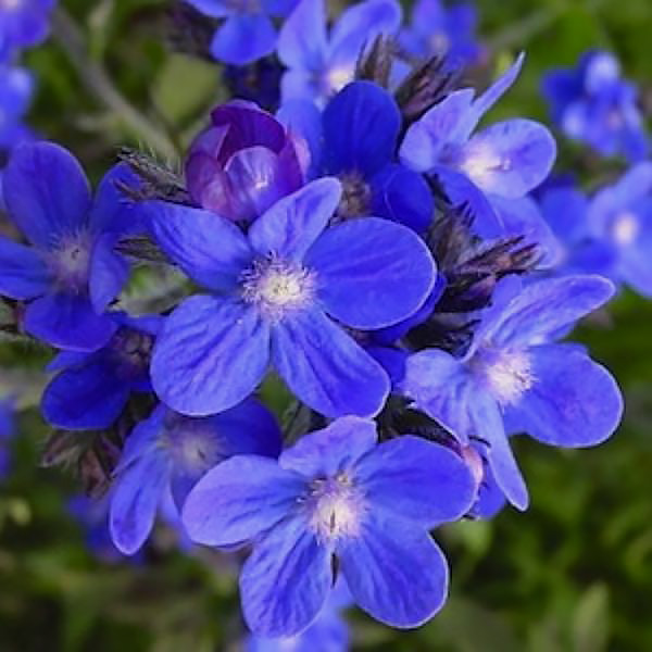 Dropmore anchusa - Italian alkanet