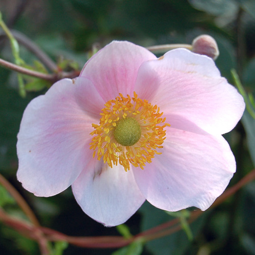 Pink Saucer Japanese anemone Anemone hupehensis