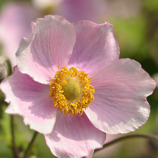 Anemone hupehensis Pink Saucer