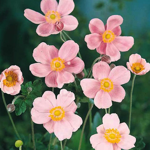 Pink Saucer Japanese Anemome