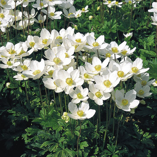 Madonna anemones