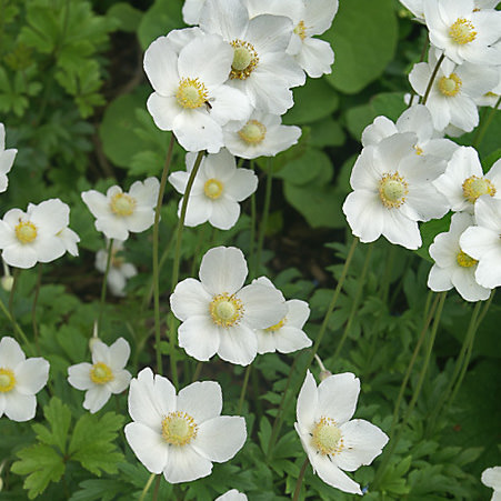 Madonna anemone flowers