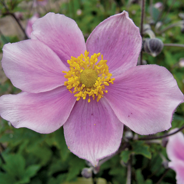 Pink Saucer Japanese anemone Anemone hupehensis