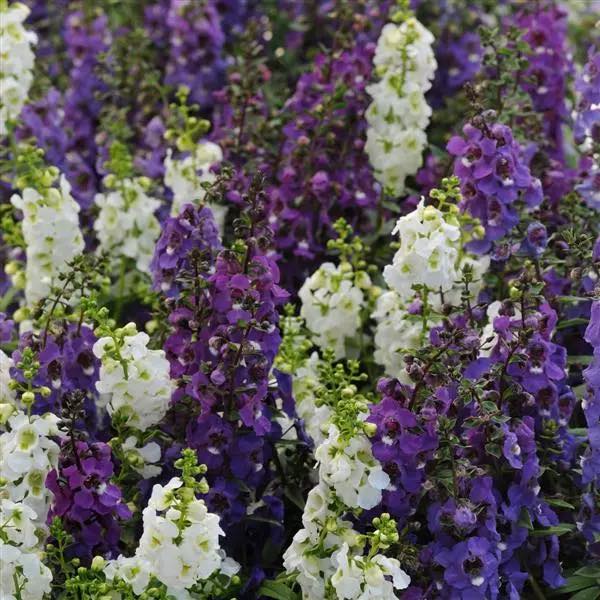 Angelonia Serena Waterfall Mix