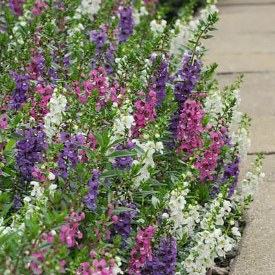 Serenita Mix angelonia Serenita Mix angelonia seeds