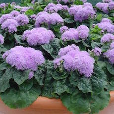 Ageratum