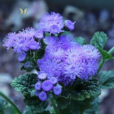 Ageratum houstonianum