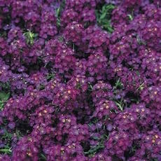 Alyssum