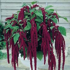 Amaranthus