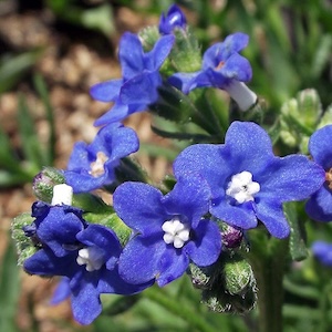Anchusa