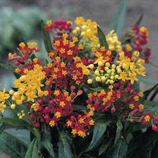 Asclepias curassavica