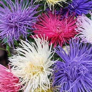 Aster
