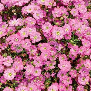 Baby's Breath