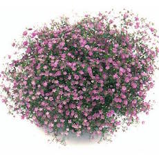 Gypsophylla muralis