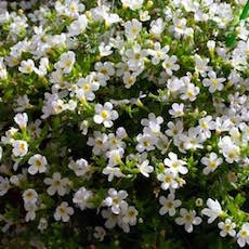 Bacopa