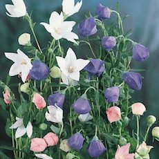 Balloon flower Fuji series balloon flower