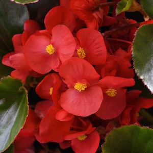 Additional Hybrid Begonias