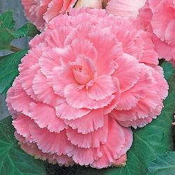 Begonias AmeriHybrid Series