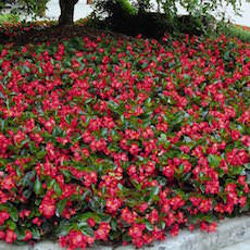 Additional Hybrid Begonias