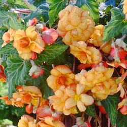 Begonias Sun Dancer Series