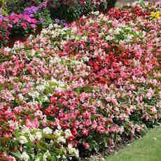 Begonia semperflorens