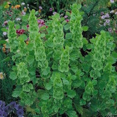 Moluccella laevis