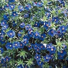 Blue Pimpernel
