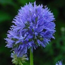 Blue Thimble Flowers