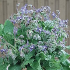 Borago officinalis