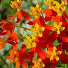 Butterfly Weed