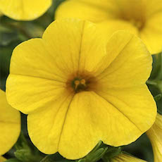 Calibrachoa