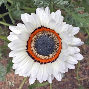 Cape Daisy