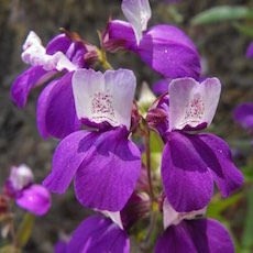 Collinsia heterophylla