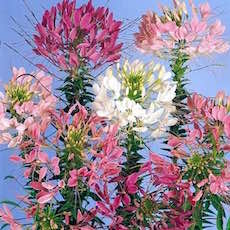 Cleome