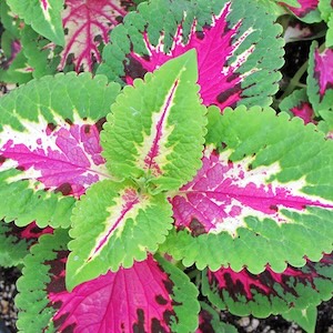 Coleus