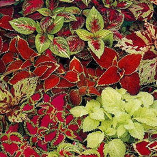 Coleus Fairway series