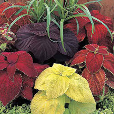 Coleus Giant Exhibition Mix - Bulk Flower Seeds