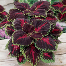 Coleus Kong series