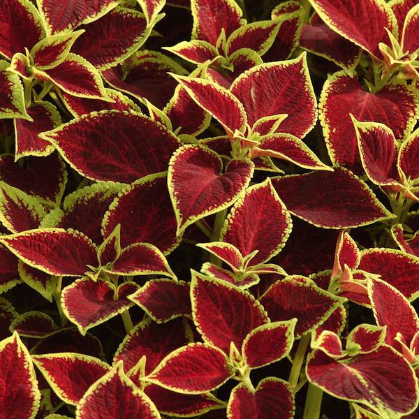 Coleus Premium Sun Crimson Gold flower garden seeds