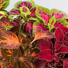 Coleus Superfine Rainbow series