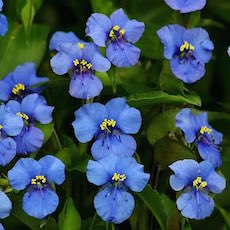 Commelina