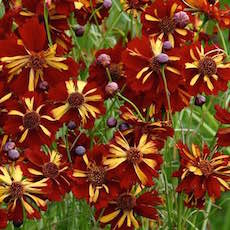 Annual Coreopsis